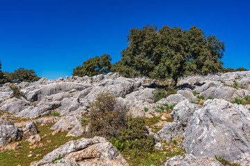 Fototapeta na wymiar Landscape near Cuevas del Becerro in province Malaga, Andalusia, Spain