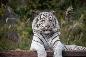 ホワイトタイガー