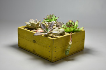 Cactus and succulents in handmade pots