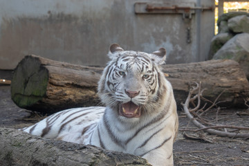 ホワイトタイガー