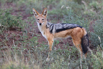 Schabrackenschakal / Blackbacked jackal / Canis mesomelas