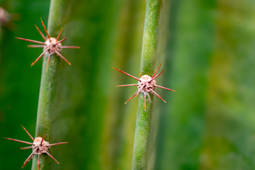 Closeup of spines on green cactus, background cactus with red spines