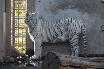 ホワイトタイガー