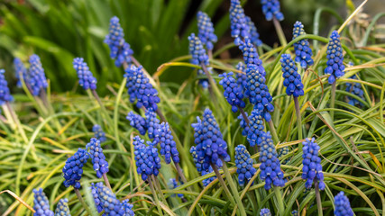 Muscari - blue flower of grape type.