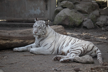 ホワイトタイガー