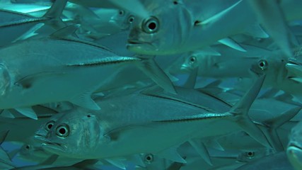 A huge school of Jacks. Big eye Trevally Jack, (Caranx sexfasciatus) Forming a polarized school, bait ball or tornado,Maldives, Indian Ocean, slow motion