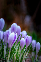 Young fresh shoots flowers with unopened buds, soft focus, gentle light, dark background. Violet flowers of crocuses, dreamy romantic image of spring, Macro, copy space