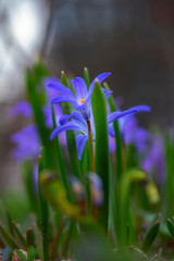 Spring wild lilac and blue flowers on mystical, fabulous meadow. Dreamy gentle artistic image