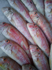 Healthy and delicious fishes