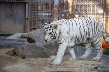 ホワイトタイガー