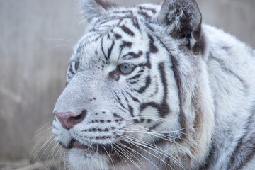 ホワイトタイガー