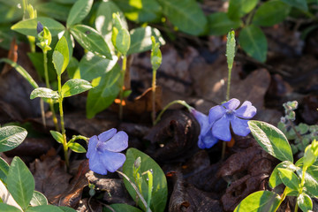 Blue flowers among green leaves in nature.