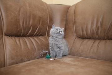 Little purebred kitten sitting on the couch.