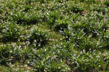 Leucojum white flowers Amaryllis family in spring