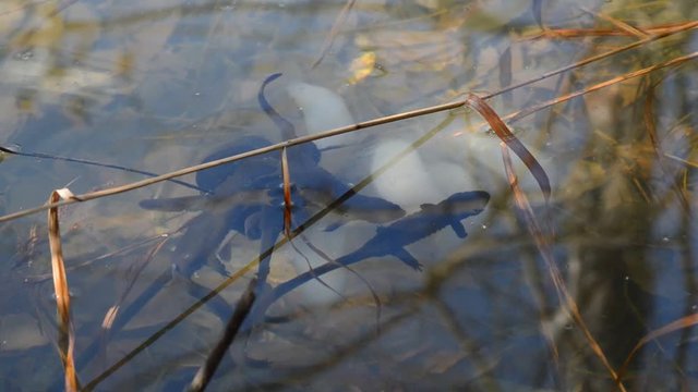 クロサンショウウオの産卵