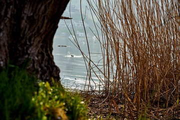 lake view trough a tree on the left and reed on the right