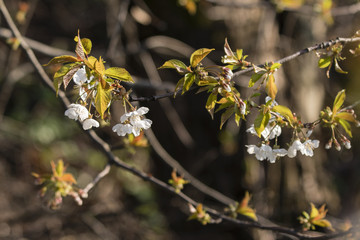 White cherries flowers outdoors on tree branch with green leaves.
