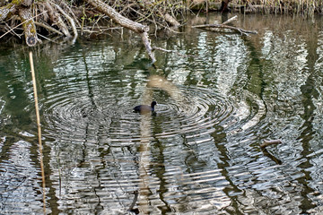 Small black duck on the lake in a nature reserve