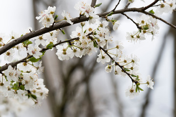 Close-up of white plum flowers with morning hoarfrost.