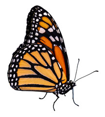 Color butterfly, isolated on white background with clipping path, Papilio zargeus