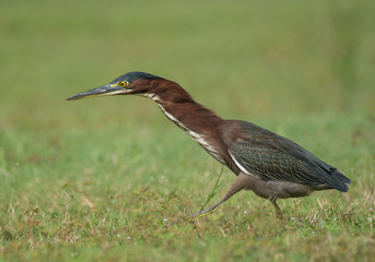 Green Heron