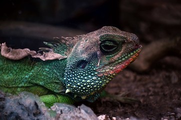 Iguana