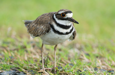 Killdeer