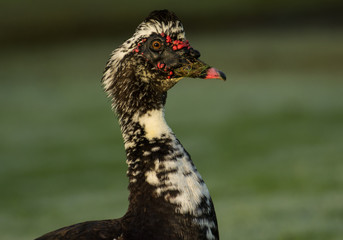 Muscovy Duck