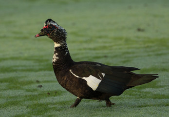 Muscovy Duck