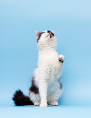 adult cat on a blue background