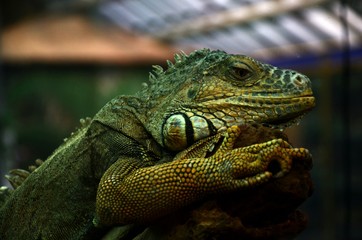 Iguana