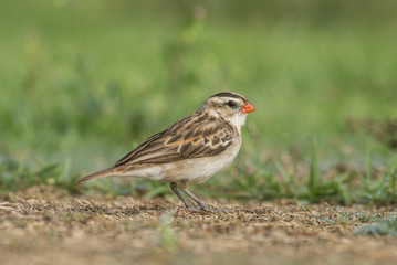 Pintail Whydah