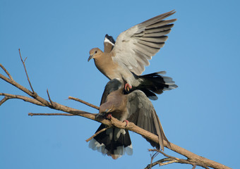 White-winged Dove Fight