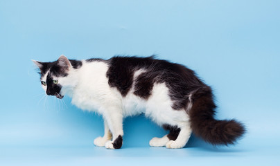 Naklejka na ściany i meble adult cat on a blue background