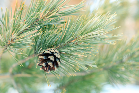 pine branch with a cone, green pine needles