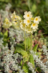 Primula veris - yellow flower primrose in nature.