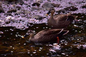 はなびら～Petals.