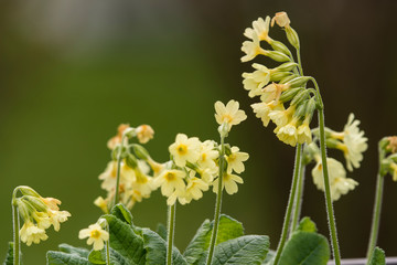 Primula veris - yellow flower primrose in nature.