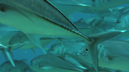 A huge school of Jacks. Big eye Trevally Jack, (Caranx sexfasciatus) Forming a polarized school, bait ball or tornado,Maldives, Indian Ocean, slow motion