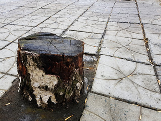 Old wooden stump from the old birch on the background of tiles in the city