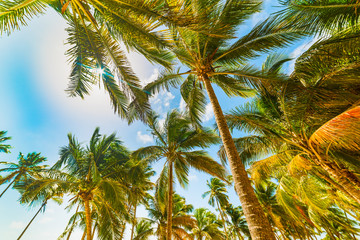 Coconut palm trees seen from below in Guadeloupe