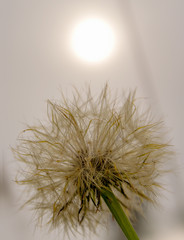 Macro photography of a dandelion seed head, with a tenous sun behind it. Captured at the Andean mountains of central Colombia.