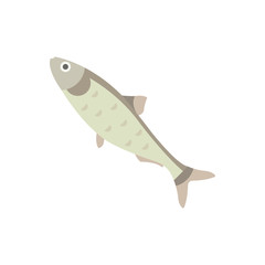 Herring Illustration