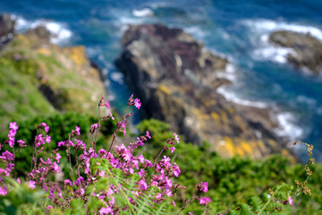 Obraz premium Flowers and the sea
