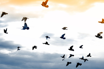 flying pigeons 