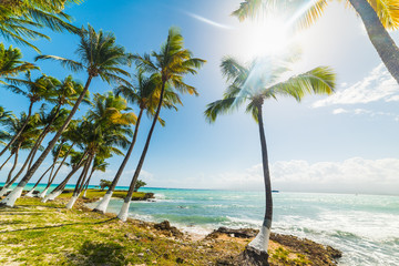 Fototapeta na wymiar Coconut palm trees by the sea in Le Gosier shore