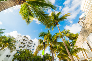 Fototapeta na wymiar Palms and white buildings in Miami Beach