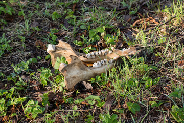 Lower jaw of dog skull lying in grass.