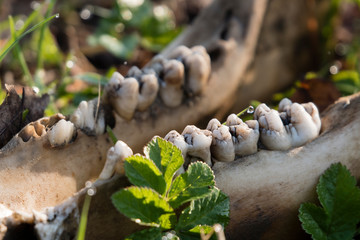 Lower jaw of dog skull lying in grass.