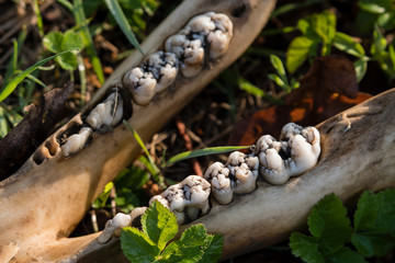 Lower jaw of dog skull lying in grass.
